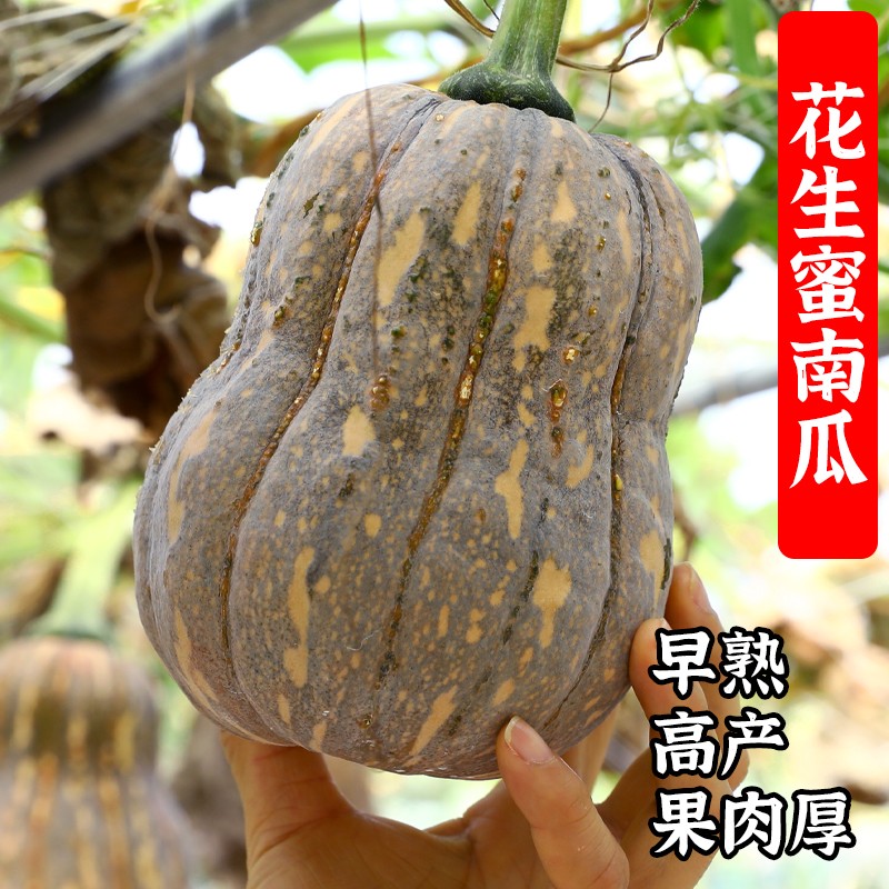 南瓜种子花生蜜台湾蜜榛甜蜂蜜奶油桔瓜籽辅食迷你秋季甜糯贝贝孑
