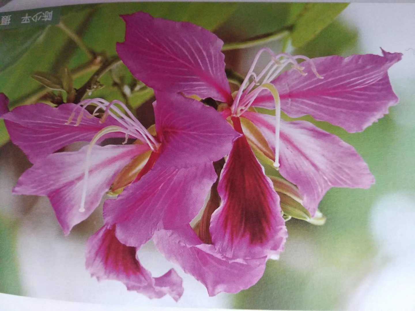 红花羊蹄甲紫荆花洋紫荆树皮树根花朵入药园林绿化种苗新鲜种子