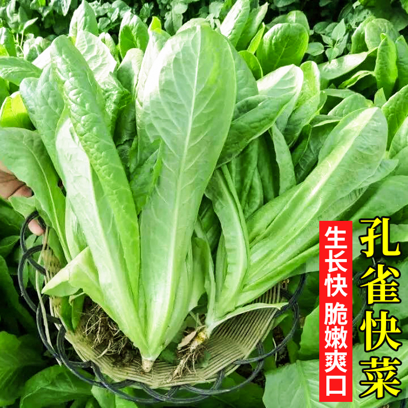 孔雀菜种籽汉斯八宝菜种子孔雀菜种子蔬菜种子四季栽培盆栽春季籽