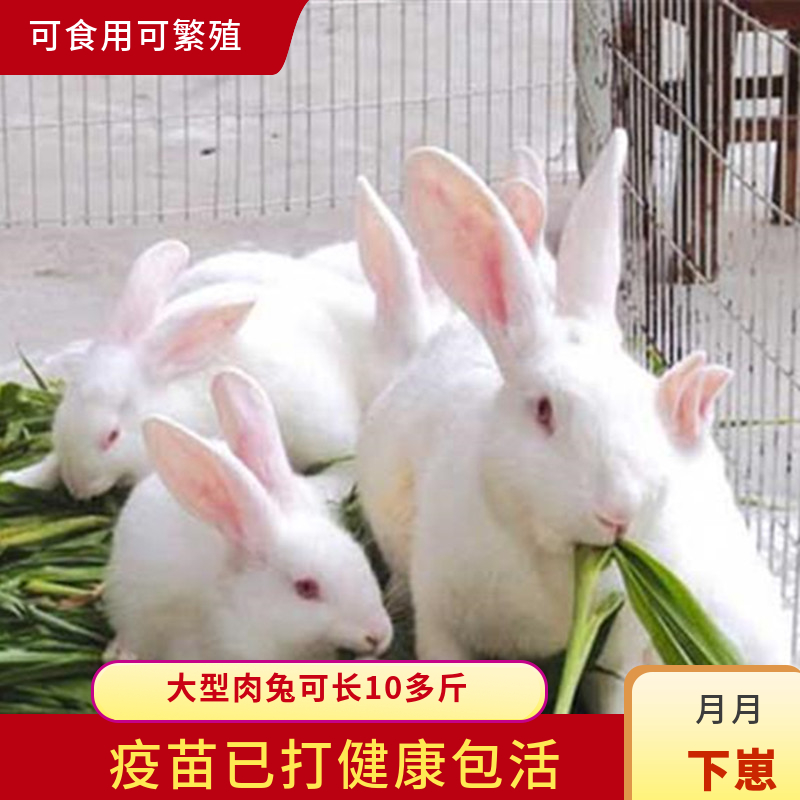 兔子活物巨型肉兔苗非一对公母包邮花巨兔比利时小白兔活体可繁殖