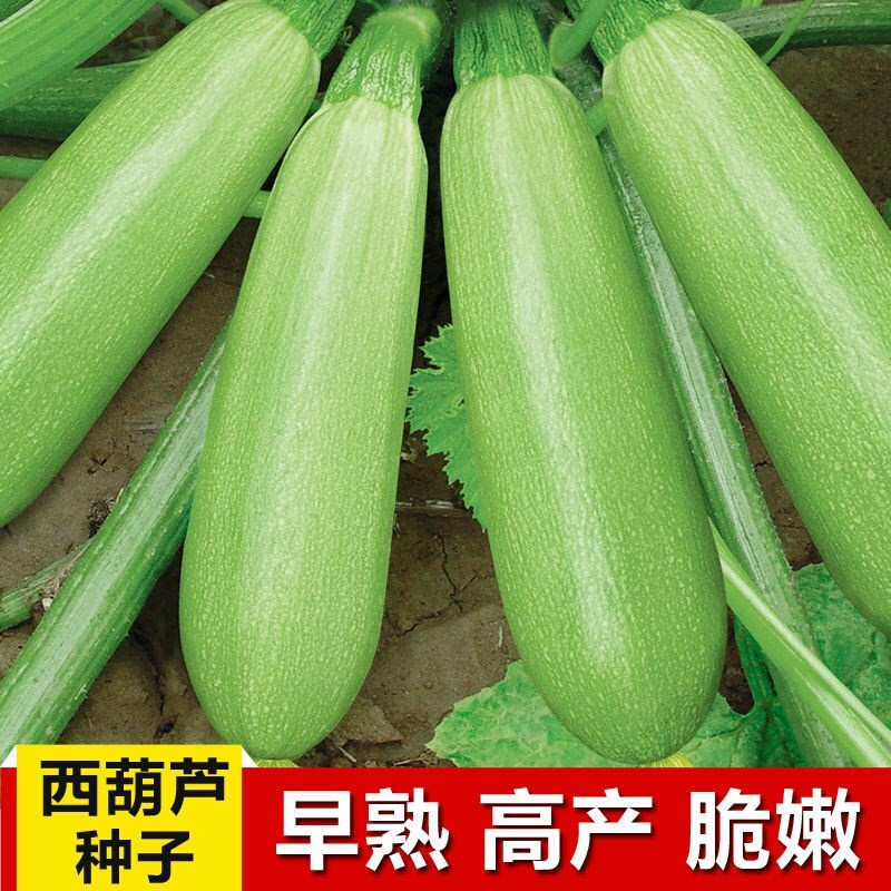 西葫芦瓜种子高产阳台种籽蔬四季西胡芦盆栽菜春夏季蔬莱瓜籽菜种