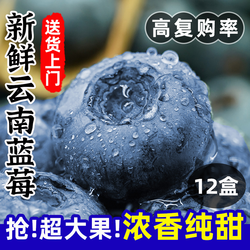 云南新鲜蓝莓王鲜果8盒装高山当季水果孕妇新品种蓝莓大果整箱
