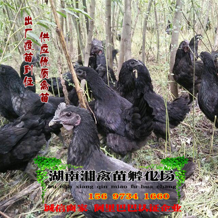 基地直供五黑绿壳蛋鸡雏麻羽高产蛋鸡雏黑羽土鸡宠物活苗提供技术