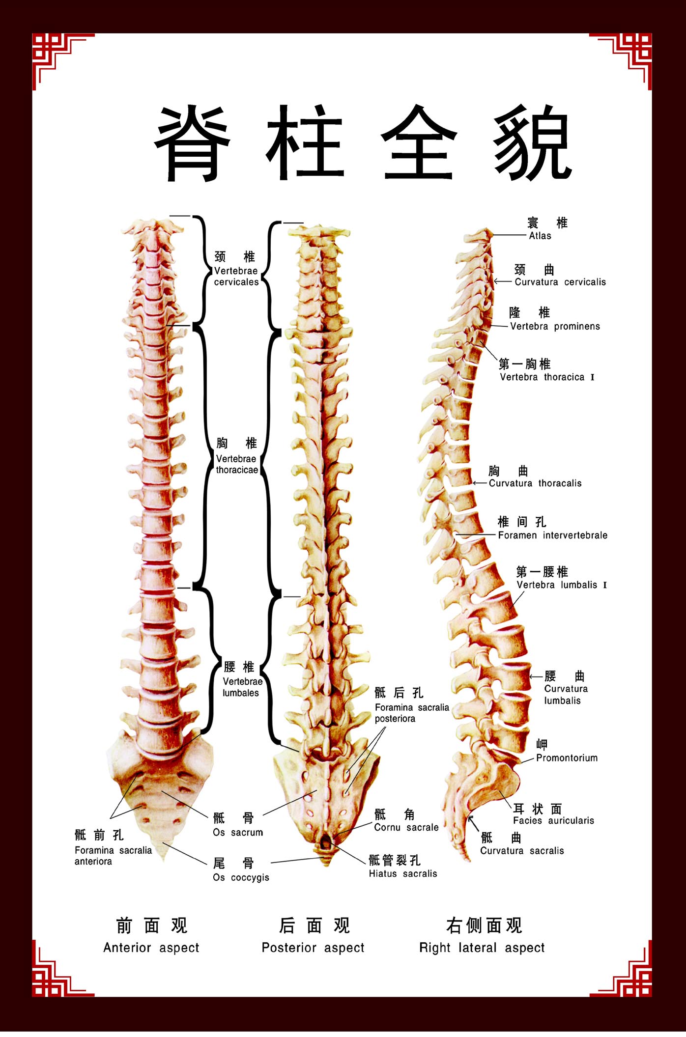 M768脊椎全貌正侧面解剖图剖面图699装饰画写真海报印制展板喷绘