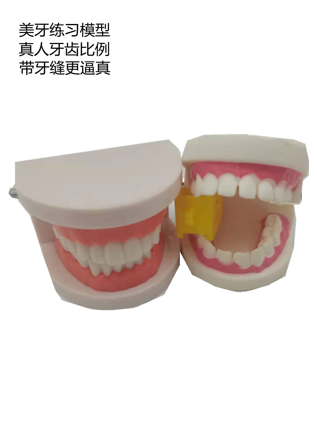 美牙全瓷贴面贴片牙齿美白仿真标准教学练习带牙缝牙模型假牙牙片