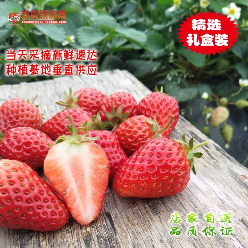 上海青浦红霞奶油草莓 无公害农产品新鲜时令水果3.3斤礼盒装包邮