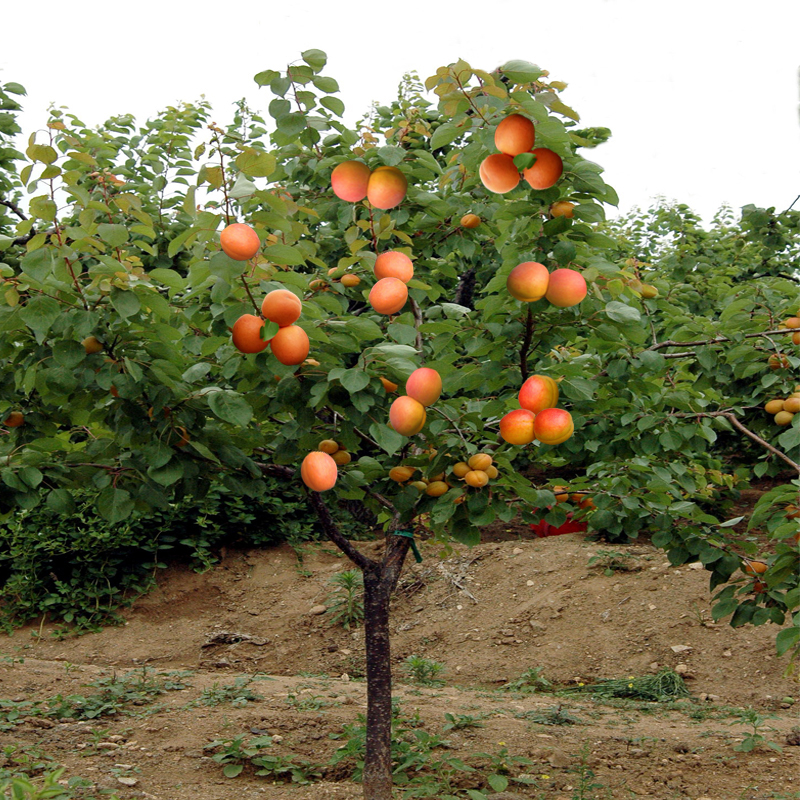 杏树嫁接苗特大果树苗新品种盆栽地栽当年结果杏子南方北方种植甜