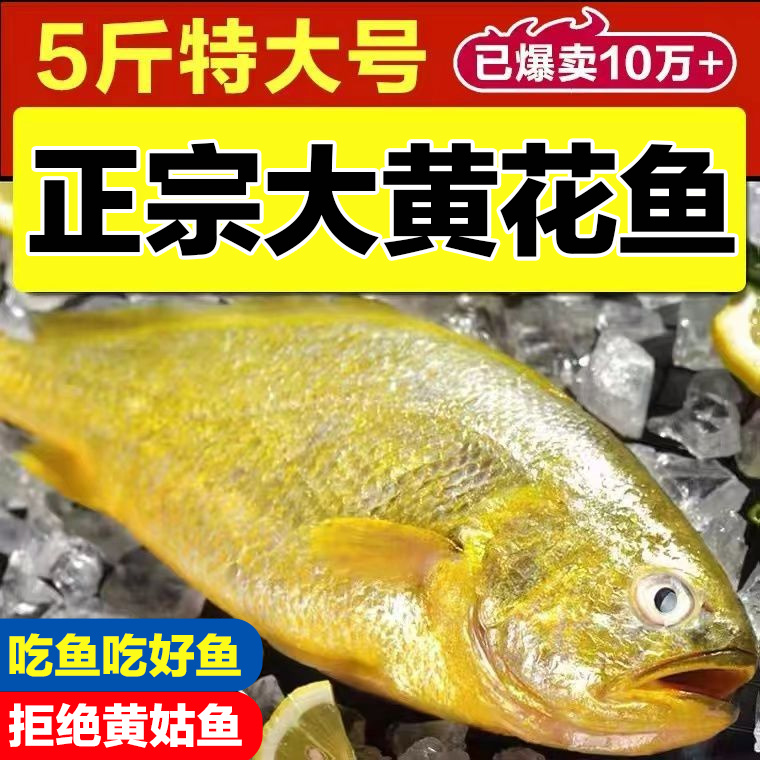 整箱东海大黄花鱼新鲜大黄鱼鲜活冷冻黄生鲜海鲜类水产大海鱼