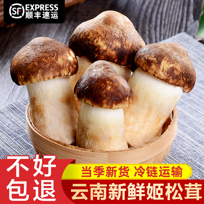 云南新鲜姬松茸2斤装当季食用菌菇巴西蘑菇小松菇赤松茸煲汤特产