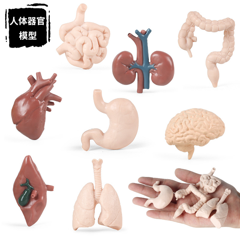 儿童蒙特梭利早教教具仿真人体器官大脑心脏胃肠肺肝脏肾脏小模型