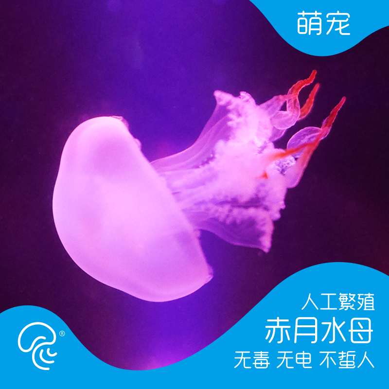 赤月水母活体宠物观赏瓶火箭小水母海蜇苗不发光水母海水观赏鱼