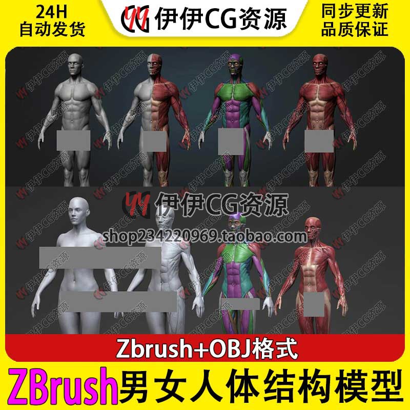 ZBrush男女性人体结构解剖肌肉全身体ztl精细模型角色建模人物zb