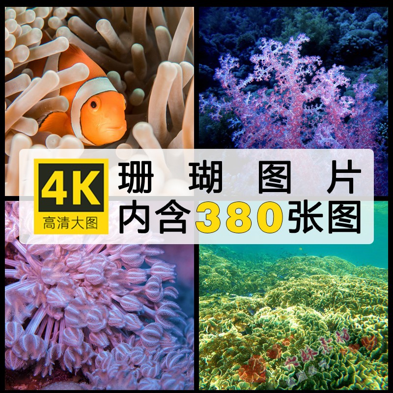 高清摄影图库海底生物鱼类珊瑚礁水草海洋主题图片ps绘画参考素材