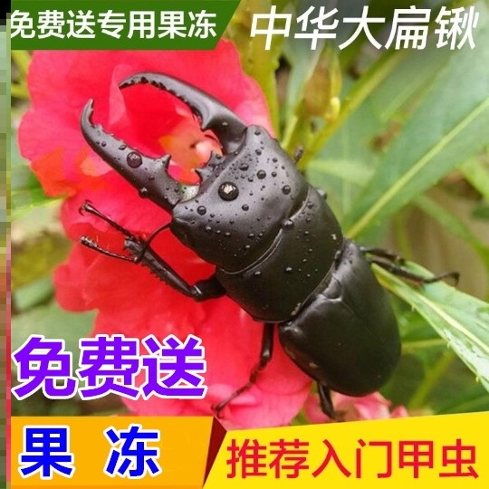 2021年新手入门甲虫昆虫宠物中华大扁锹甲成虫活体非独角仙包邮