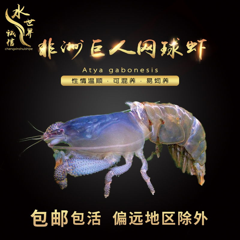 包邮非洲巨网虾网球虾草缸樱花虾极火虾黑壳虾工具虾除绿藻可混养