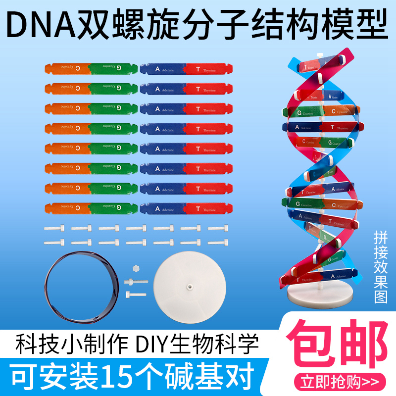 DNA双螺旋结构模型分子结构模型J33306 60cm大号模型 脱氧核苷酸链碱基对遗传基因染色体双链初高中教学仪器