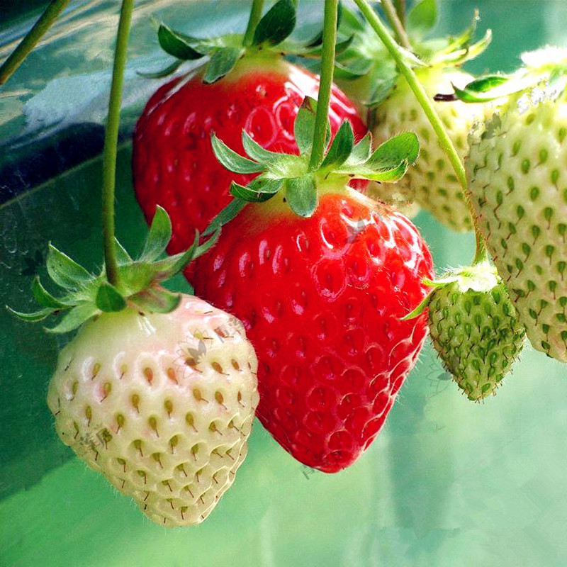 四季草莓苗南北方阳台种植果树苗奶油菠萝草莓种苗秧盆栽当年结果