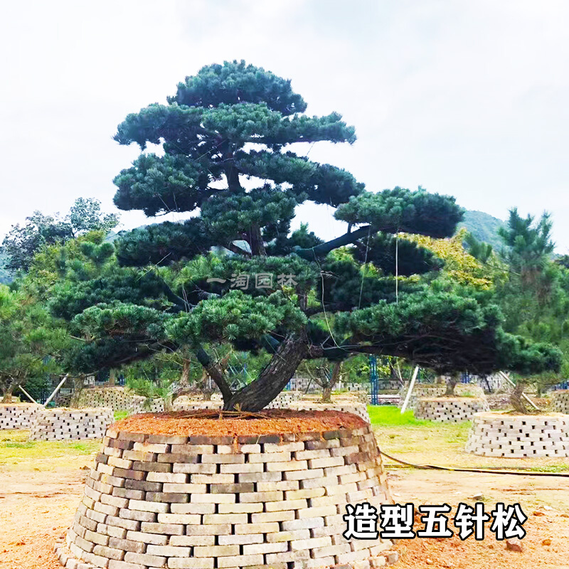 别墅庭院景观造型五针松大树高端项目园林工程风景树名贵树种大阪