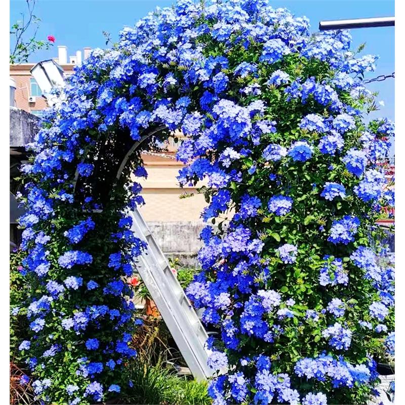 蓝雪花带花苞苗花卉植物盆栽阳台庭院绿植盆景花期长开不断满
