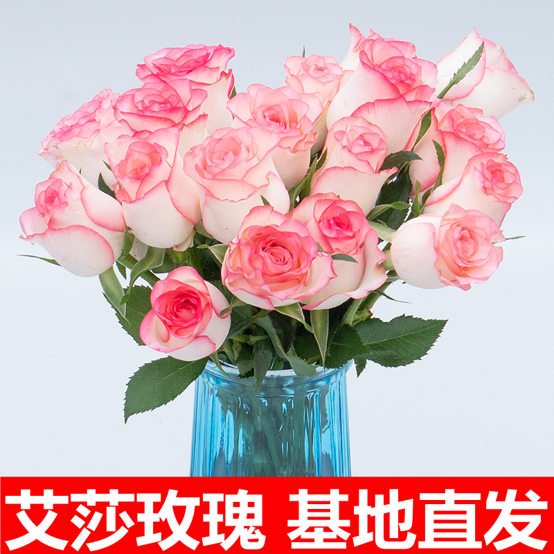 香槟艾莎红粉白玫瑰云南昆明基地直发同城速递520情人节鲜花花束