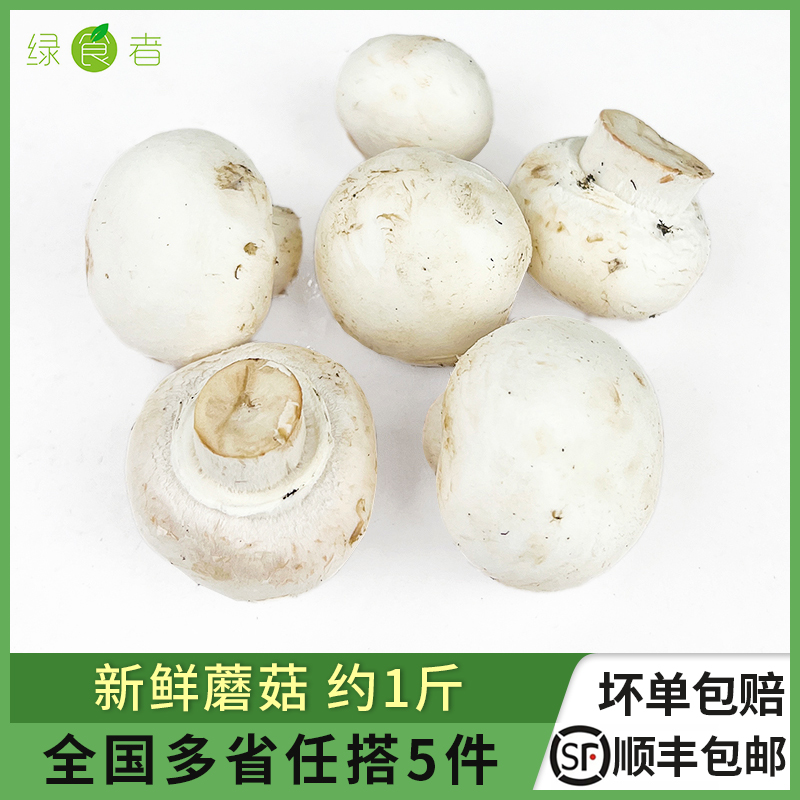 新鲜蘑菇约500g 口蘑 食用菌菇 白蘑菇 口菇 双孢菇 煲汤炒菜蔬菜