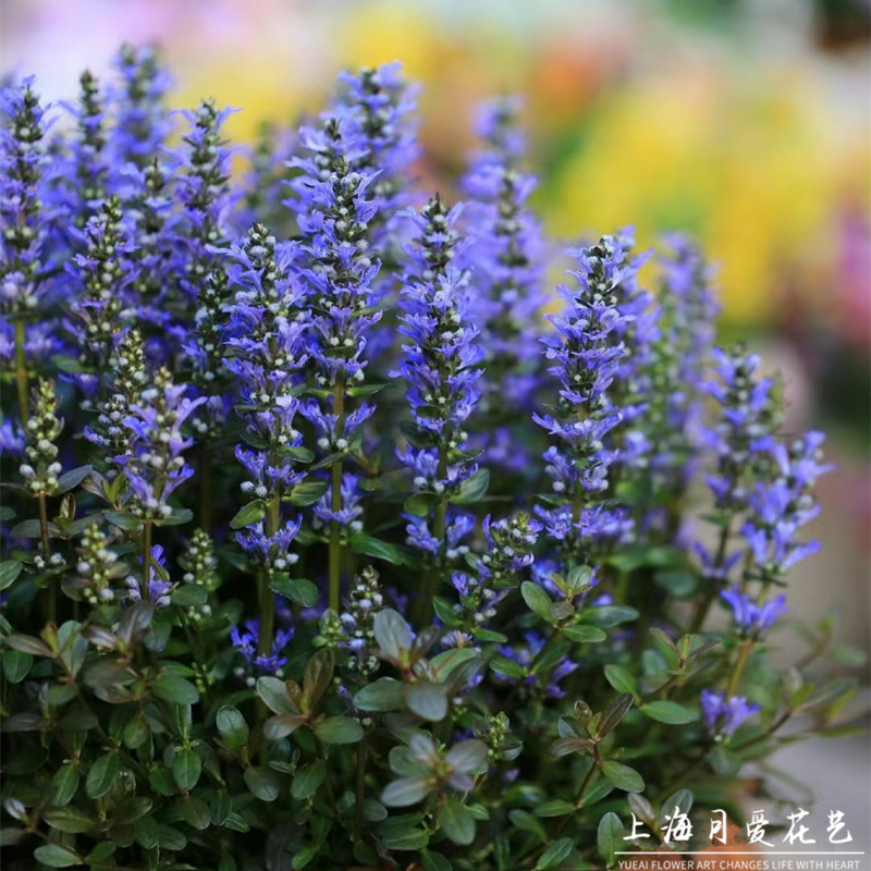 姬十二单筋骨草盆栽花园地被庭院阳台花镜植物多年生耐寒热蓝色花