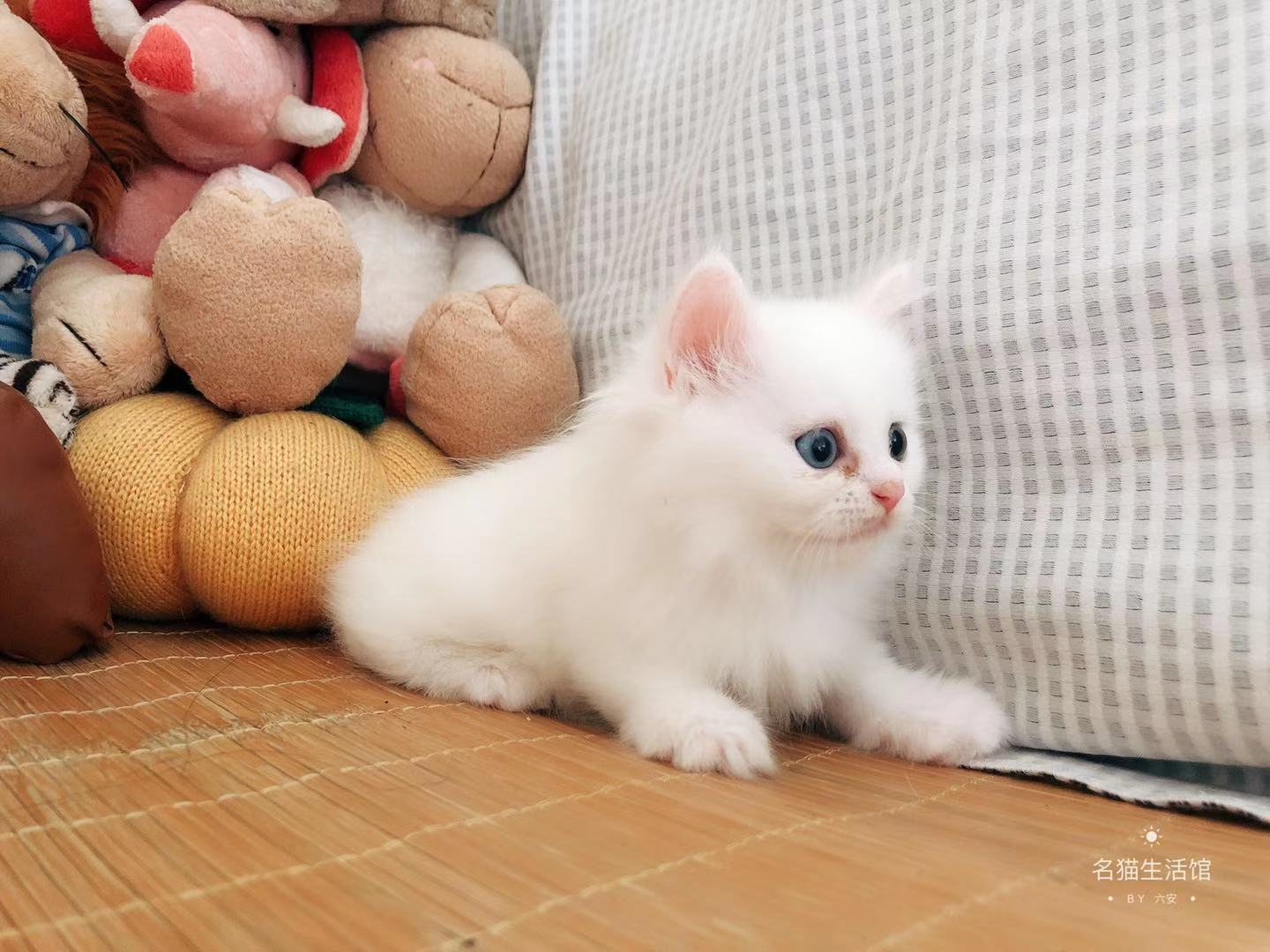 纯白高地猫