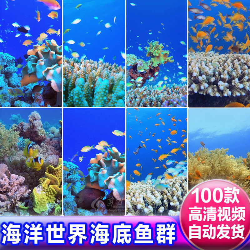 海底世界海洋生物鱼群珊瑚礁石自然风景竖版LED大屏视频素材背景