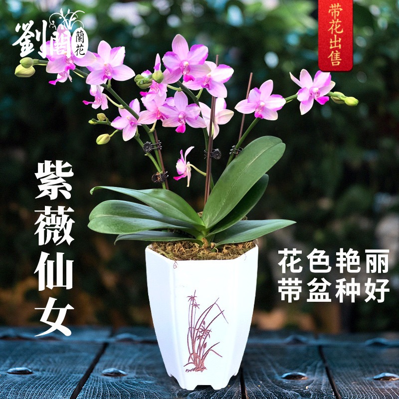 苗蝴蝶兰不带花苞出售 紫薇仙女 有香味的兰花卉客厅盆栽