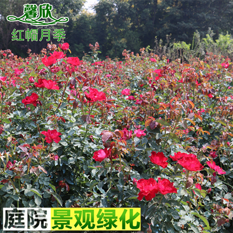 北京红帽子月季花苗北方耐寒植物庭院绿化工程苗花坛花镜花灌木类