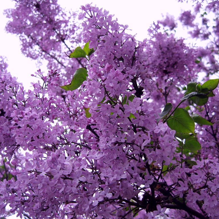 紫丁香种子丁香树种子耐寒树种白丁香小叶暴林木苗马丁香花种籽