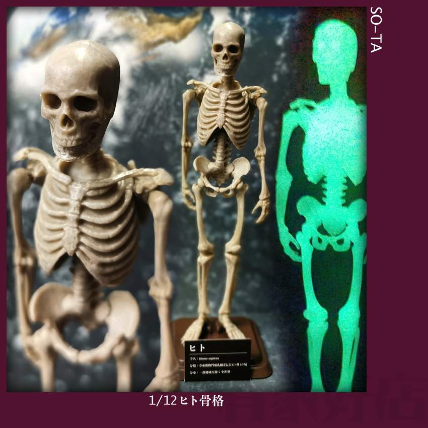 日本仿真人体骨骼造型 拟真骷髅小比例骨架模型 医疗教学绘画专用