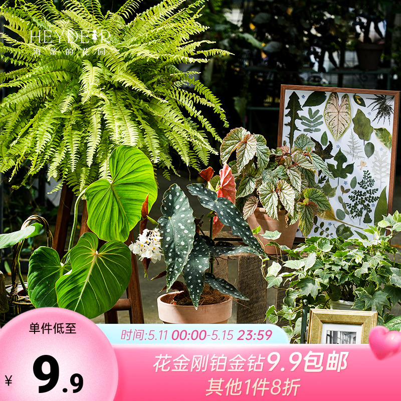 海蒂的花园室内植物龟背竹盆栽橡皮树铂金钻桌面绿植秋海棠花卉苗