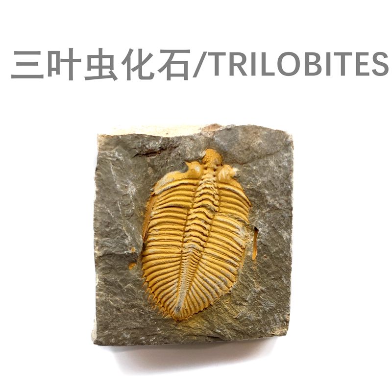 天然湘西三叶虫王冠虫古生物化石原石头地质科普教学标本摆件收藏