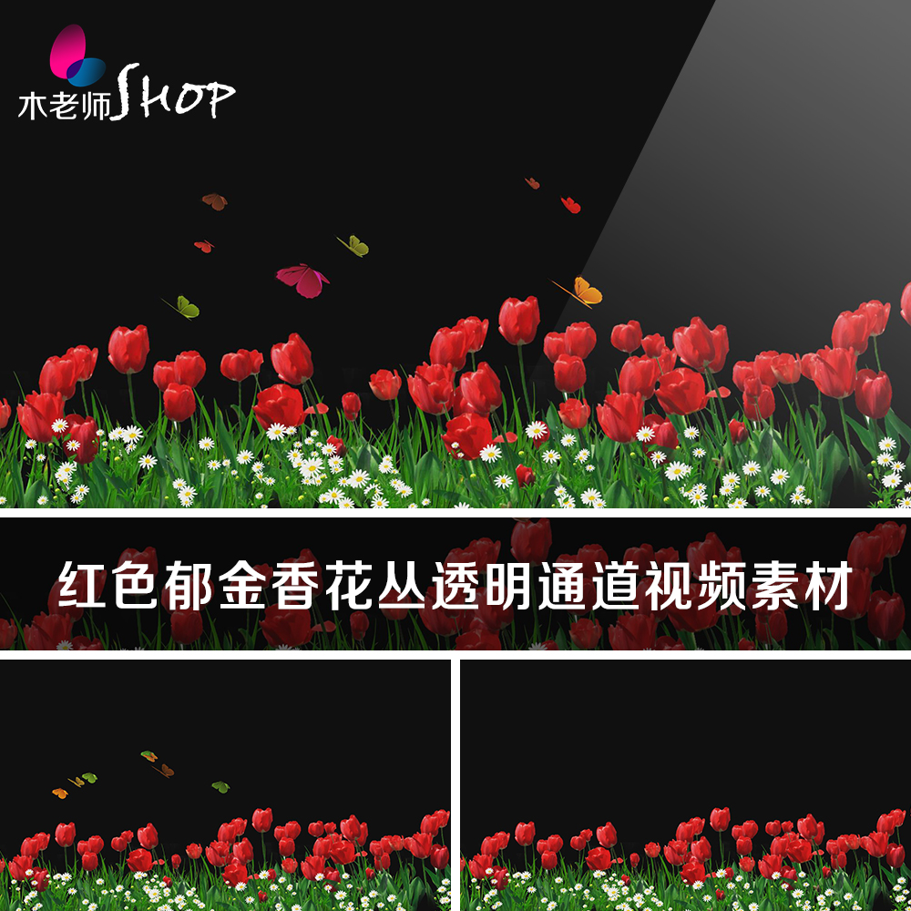 红色郁金香花丛带透明通道视频素材蝴蝶彩蝶鲜花边框遮罩动态特效