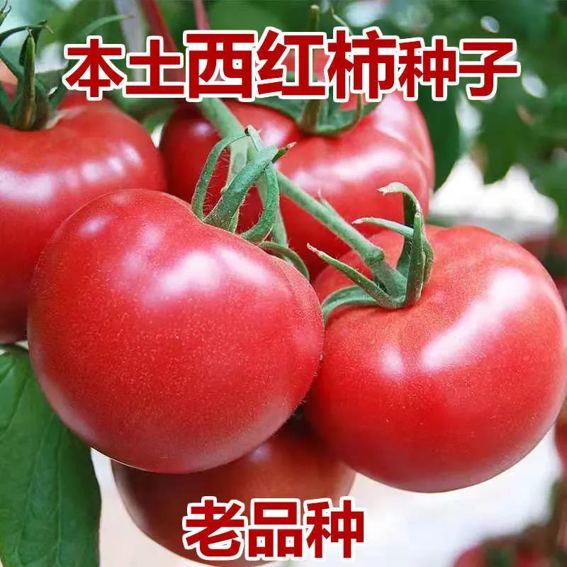 番茄种子大果沙瓤西粉红色红柿老蔬菜高产四季种籽洋柿子籽种品种