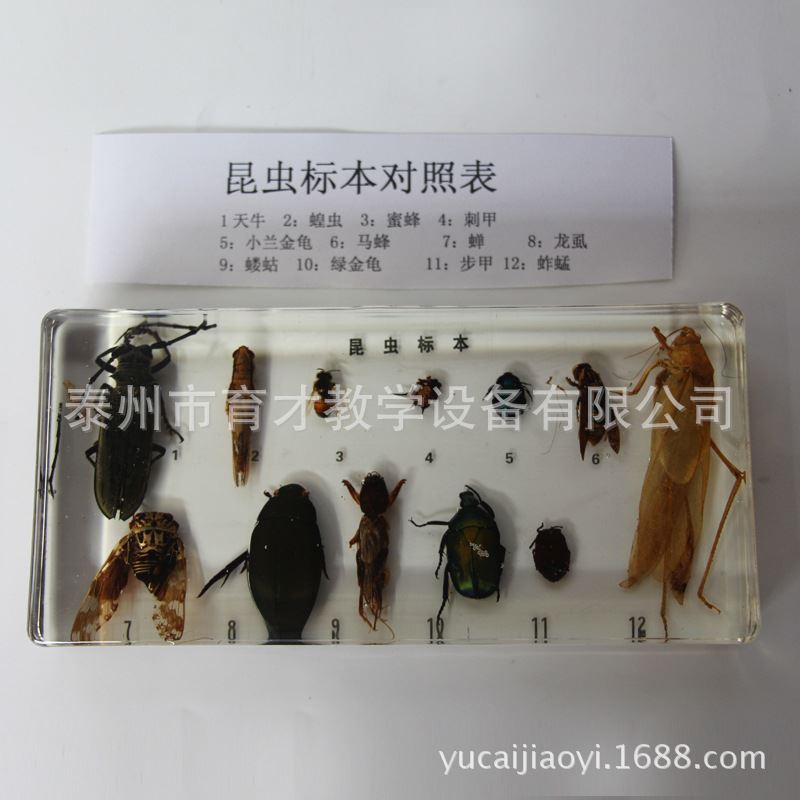 昆虫标本12种包埋标本常见的害虫益虫生物教学仪器厂家