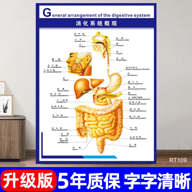 消化系统概观挂图医院诊所内科宣传海报人体器官解剖图墙贴定制做