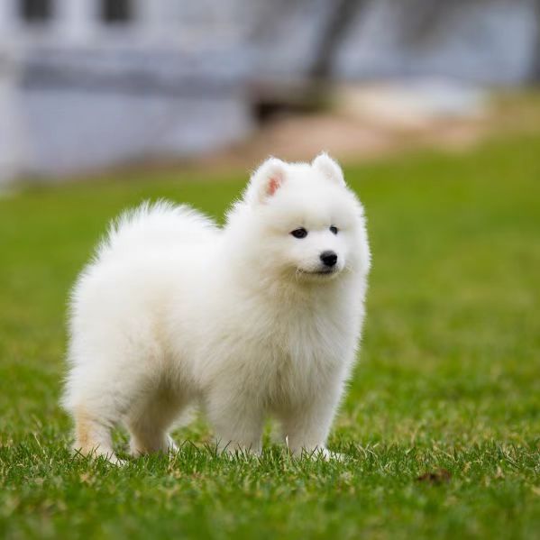 萨摩耶幼犬双血统萨摩耶雪撬犬可爱白色小狗中大型活物宠物狗