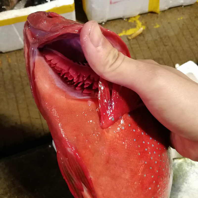 东星斑石斑鱼新鲜海鲜鲜活冷冻燕尾斑瓜子斑每条约1-4斤东星斑鱼