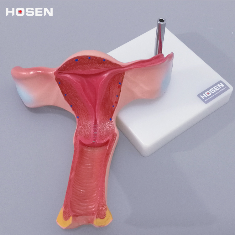 子宫模型人体生殖系统器官女性卵巢解剖放大妇产科医学教学模具