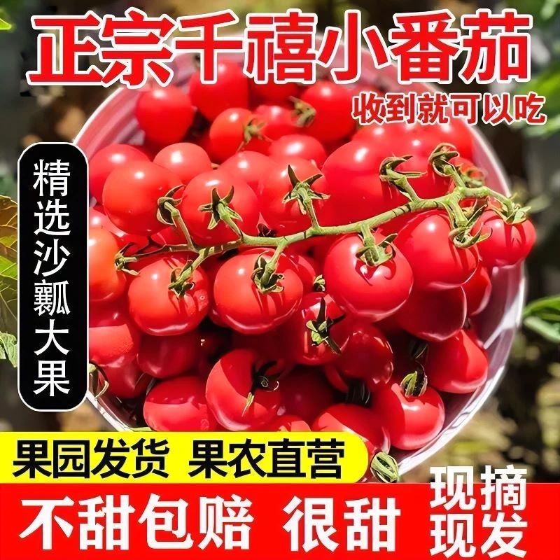 圣女果顺丰5千禧小番茄新鲜水果小西红柿自然熟自提甄选老品种