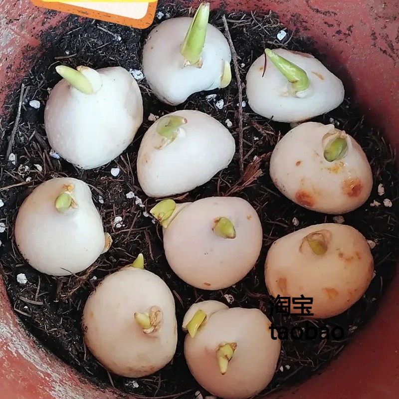 郁金香种球耐寒室内外种植花卉绿植盆栽土培水培花球花卉盆土套餐