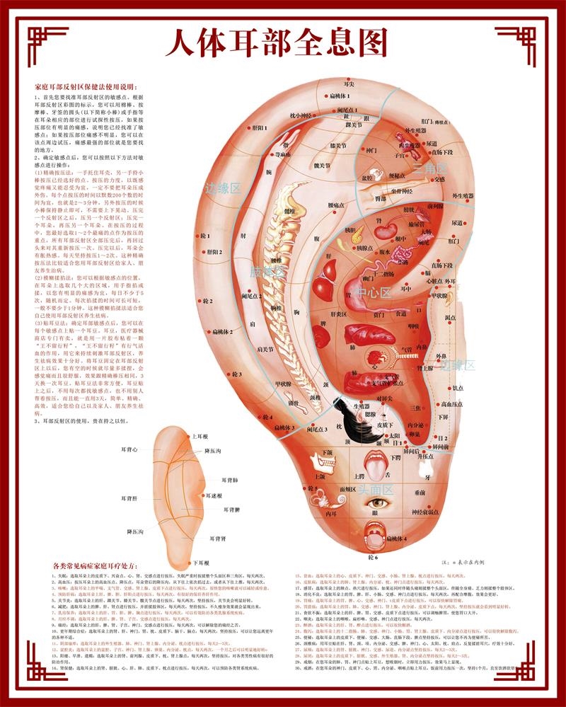 人体耳部全息图挂图耳部解剖图耳部结构图穴位图采耳宣传画墙贴纸