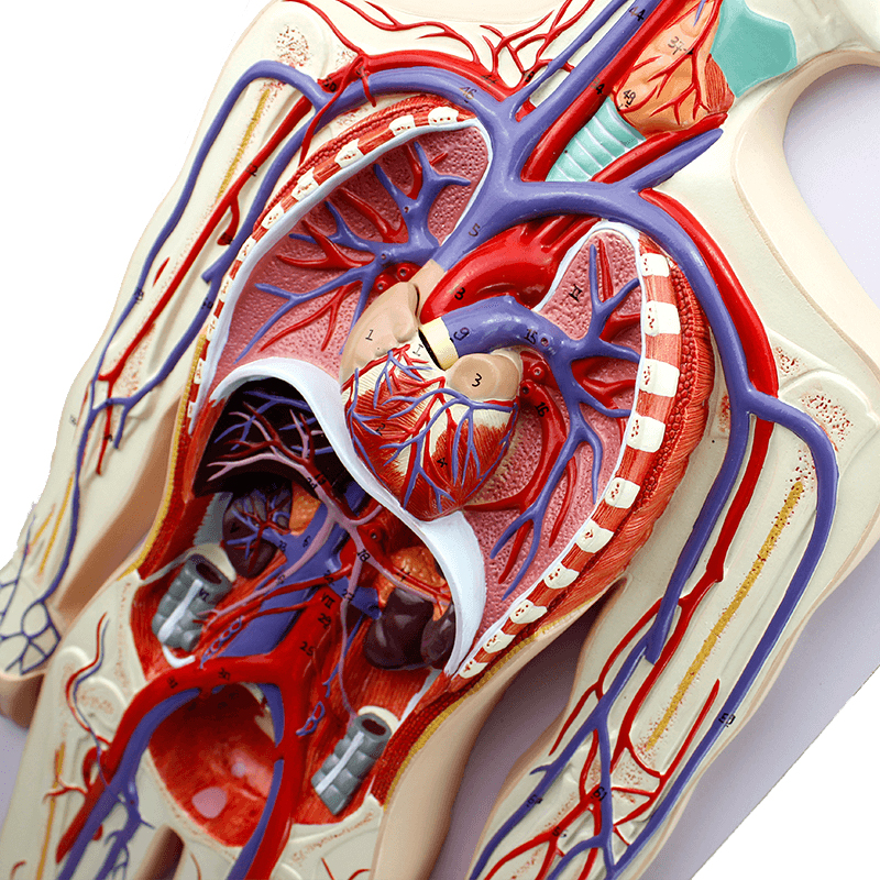 ENOVO颐诺人体血液循环系统模型体循环肺循环双循环心血管介入心