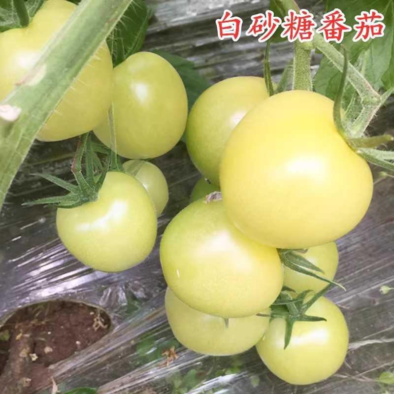 可以樱桃白砂糖 留种番茄种子 西红柿种子 蔬菜种子 白色番茄种子