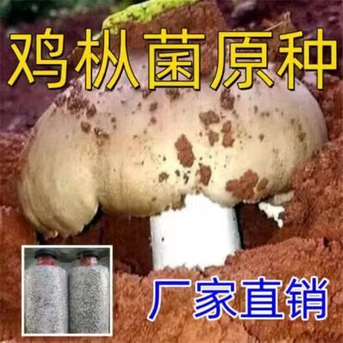 野生鸡枞菌种子云南特产伞把菇三塔菌荔枝菌食用菌人工种植菌种包