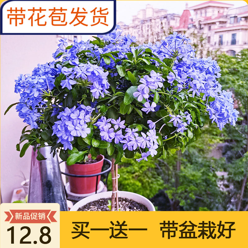 蓝雪花盆栽大苗棒棒糖带花苞花苗阳台爬藤花卉耐晒植物蓝色的花