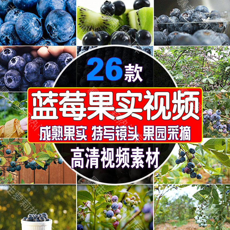 蓝莓果实采摘成熟视频园水果树上采摘种植特写镜头高清实拍素材