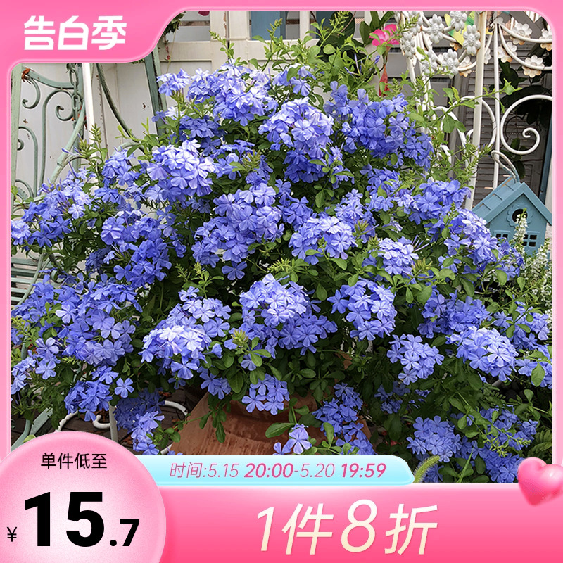 海蒂的花园蓝雪花盆栽花苗夏季耐热阳台花卉垂吊爬藤室外蓝色的花